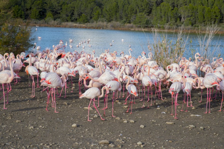 Flamants roses près de Gigean. jordi - Adobe Stock