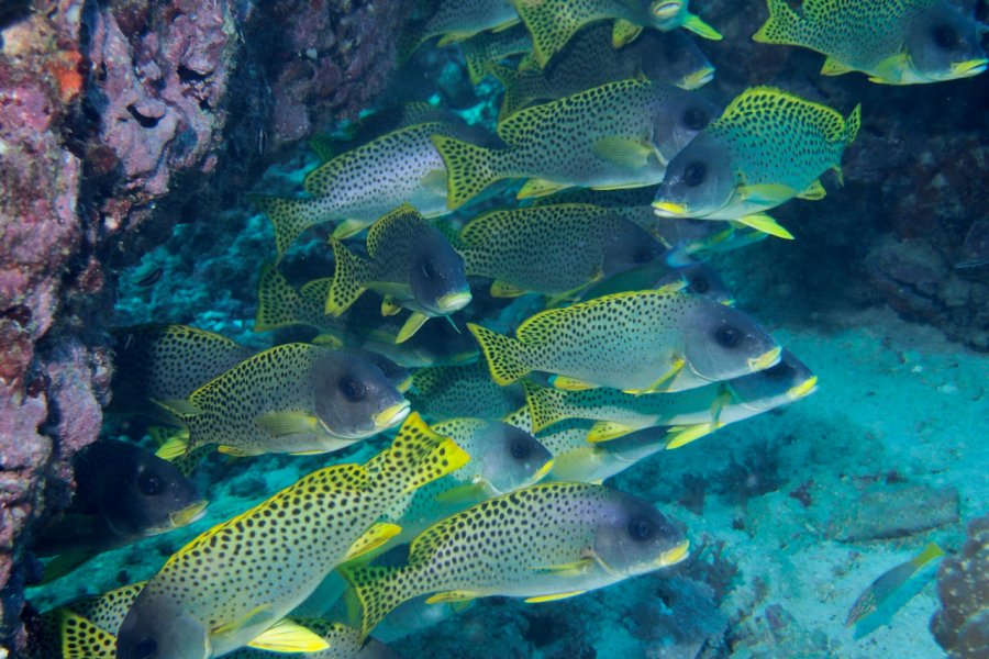 La faune des eaux djiboutiennes est très riche. beabrown - Shutterstock.com