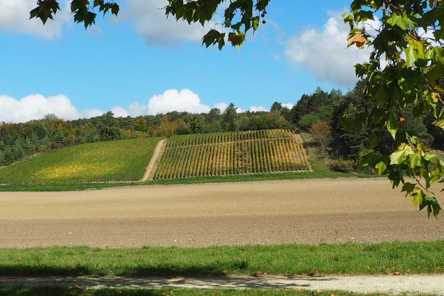 Coteaux dans le Chatillonnais. Eric VOILLEQUIN