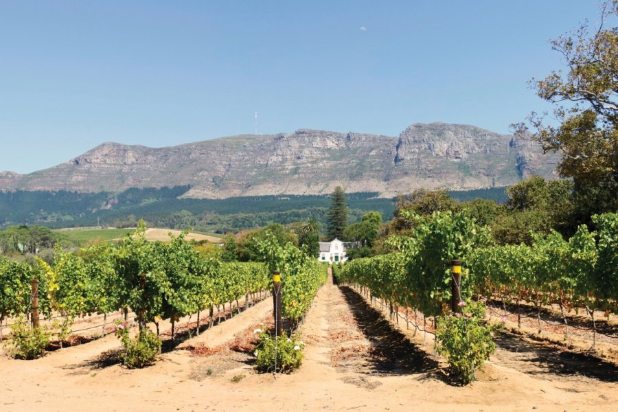 Les vignobles de Constantia. AwieBadenhorst - iStockphoto