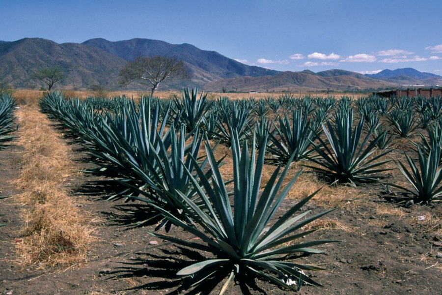 Champs d'agaves. Sylvie LIGON