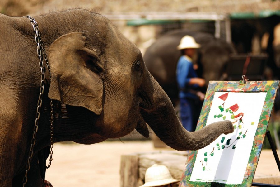 Éléphant peintre à Chiang Mai. TMAX - Fotolia
