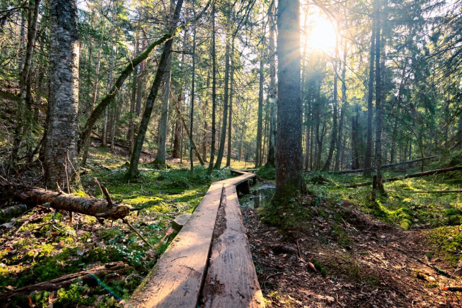 Parc national de Tyresta. SvartKat - shutterstock.com