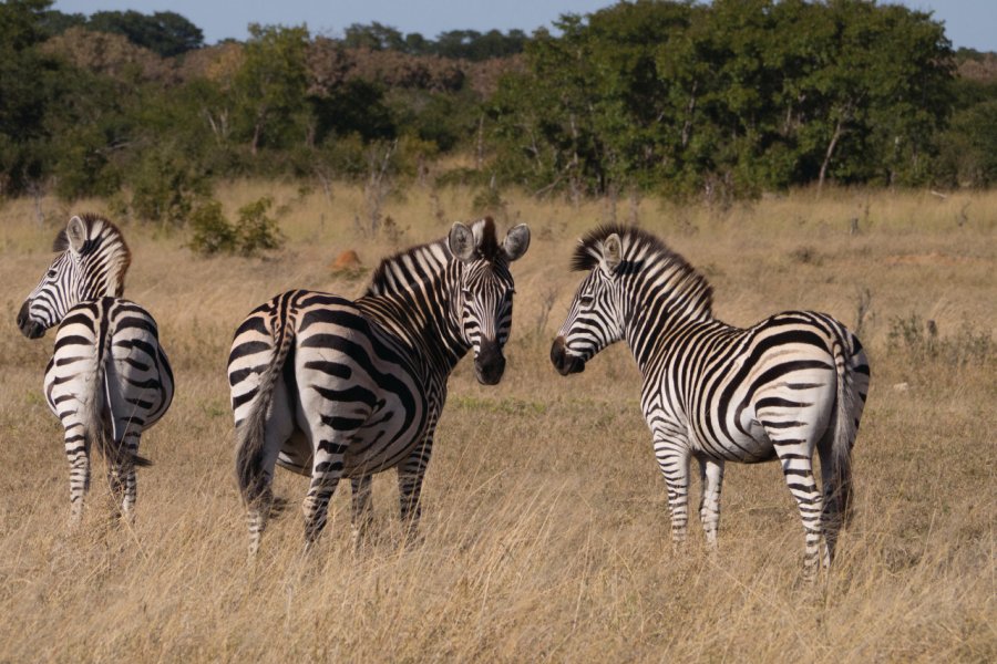 Zèbres dans la savane. Jonathan Kartt