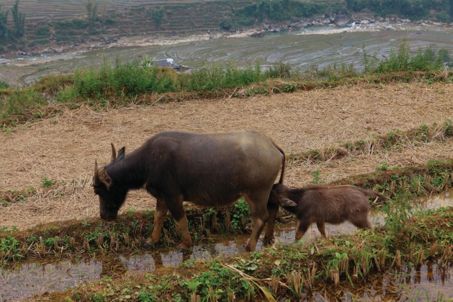 Buffles dans les rizières du village de Lao Chai. Philippe GUERSAN - Author's Image