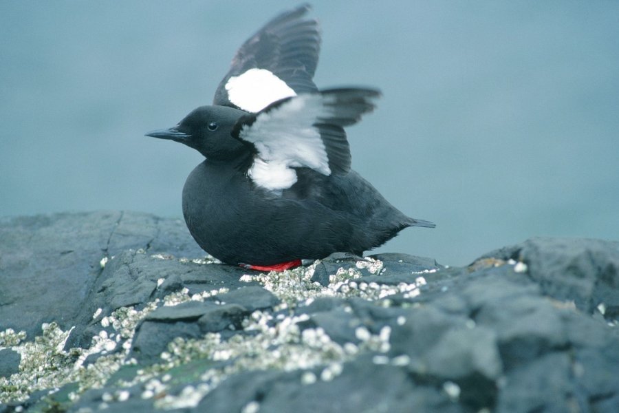 ÎIe de Flatey, guillemot à miroir. Thierry Lauzun - Iconotec