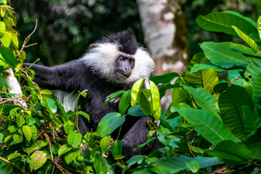 Colobus dans le Parc national de Nyungwe. Tetyana Dotsenko-Shutterstock.com