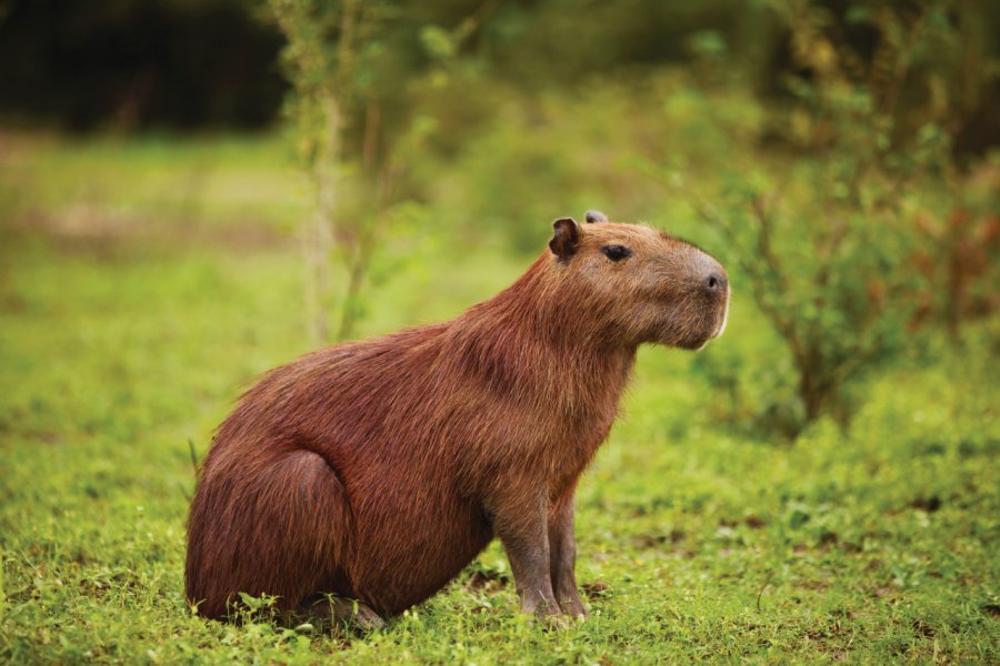 Capibara dans la réserve de Santa Rosa, la pampa près de Rurrenabaque. Arnaud BONNEFOY