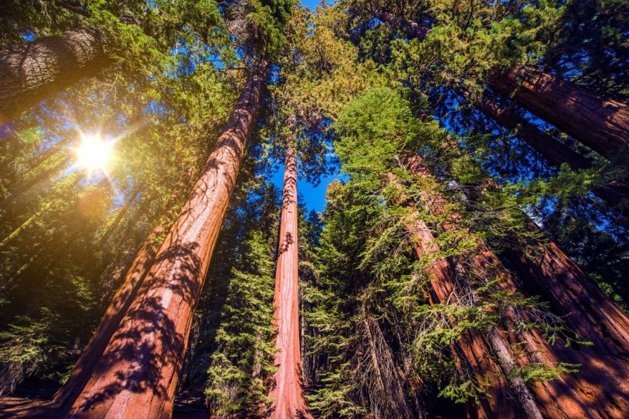 Sequoia National Park. welcomia - Shutterstock.com