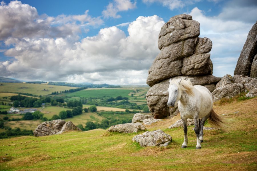 Un poney Dartmoor se promenant dans le Devon. Delpixel - Shutterstock.com