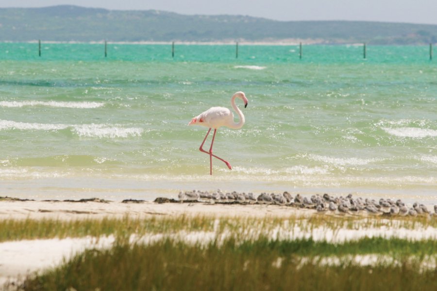 Flamant rose du West Coast National Park. Jan-Otto - iStockphoto