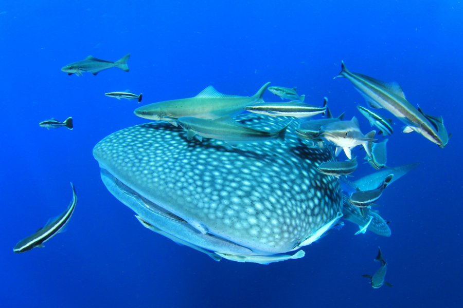 Requin baleine. Rich Carey / Shutterstock.com
