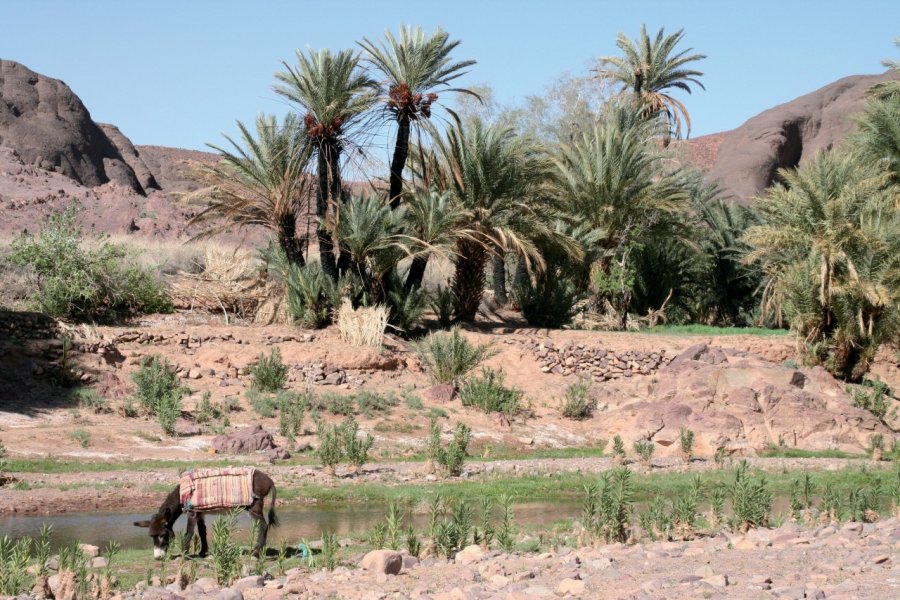 Oasis de Fint. Stéphan SZEREMETA