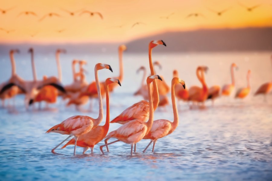 Flamants rose à Celestún. Jonathan Ross - iStockphoto.com