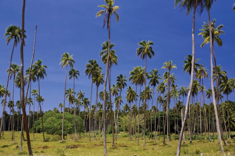 Plantation de palmiers près de Luganville. PomInOz - iStockphoto