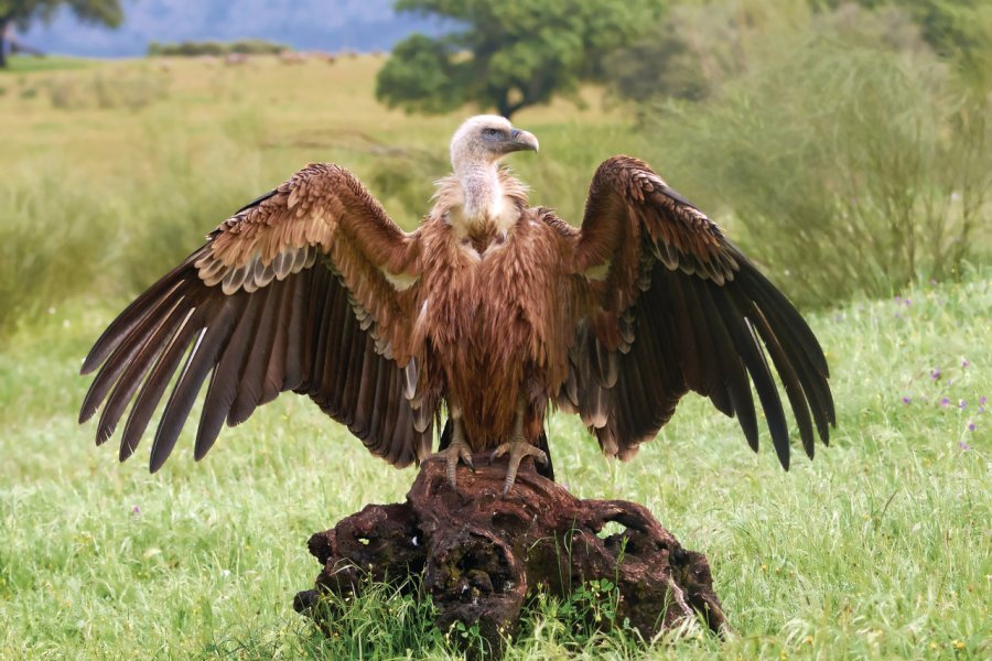 Vautour griffon dans la région d'Estremadure. Denja1