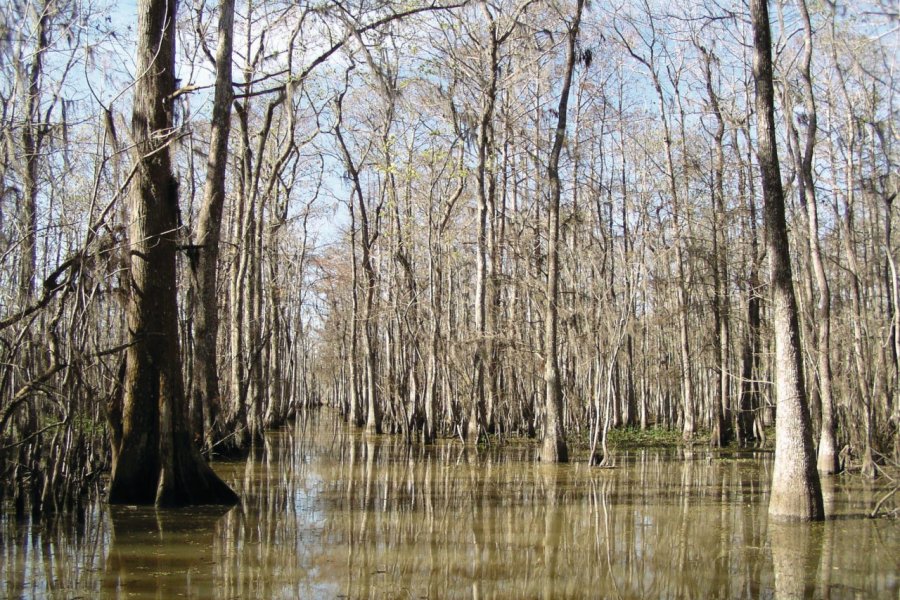 Swamp tour dans la région de Houma. Stéphan SZEREMETA