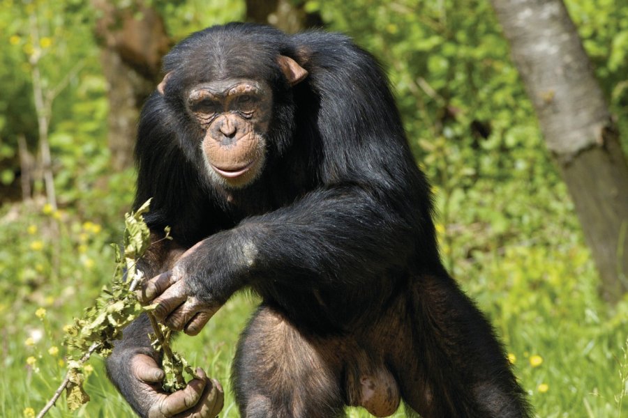 Île aux chimpanzés de Ngamba. Pascal Martin - Fotolia