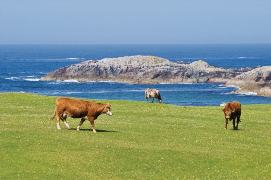Vache dans un champs en bord de mer. Lars Johansson - Fotolia