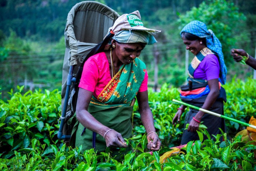 Cueillette du thé dans une plantation, Hatton. TRphotos - Shutterstock.com