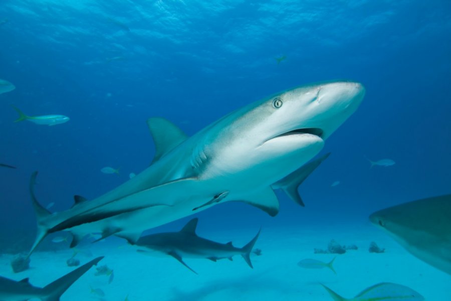 Requin. Richcarey - iStockphoto