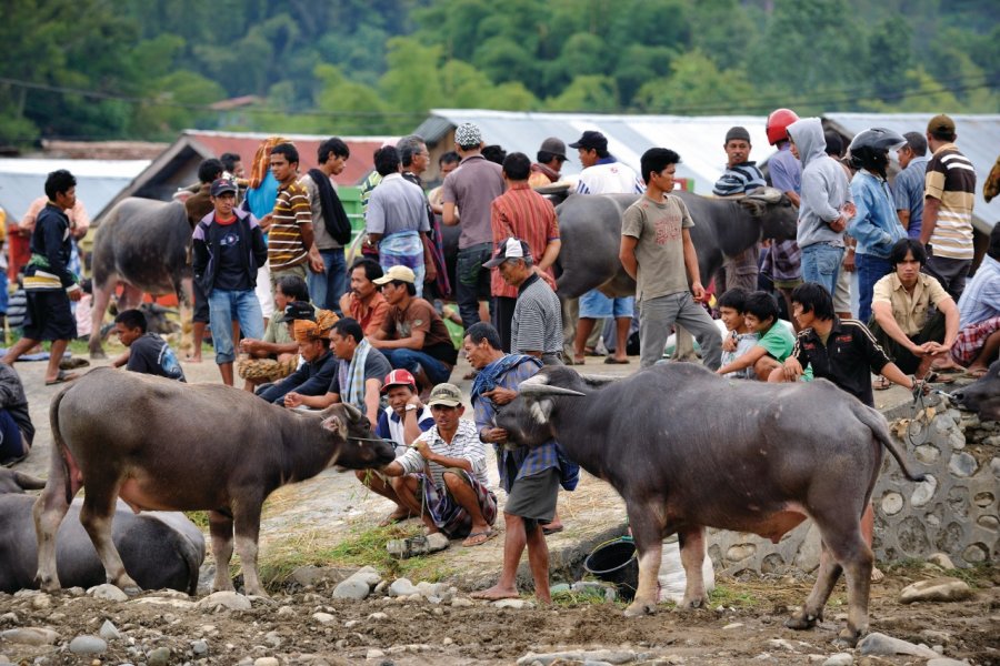 Pasar Bolu : grand marché aux bestiaux. PATRICE ALCARAS