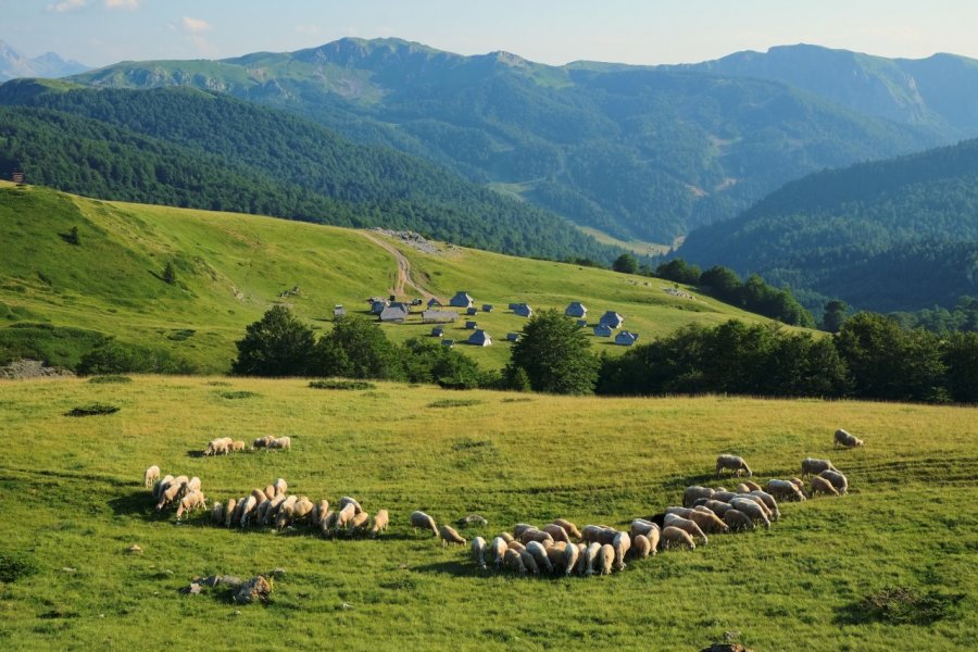 Paysage du parc national de Biogradska Gora. Ollirg - Shutterstock.com