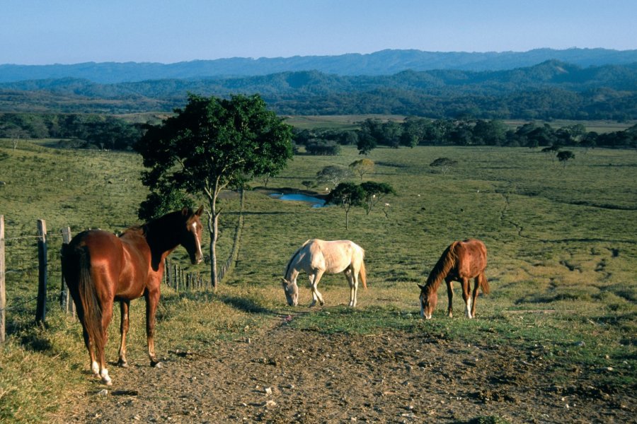 Chevaux dans un pré des environs de Palenque. Sylvie LIGON