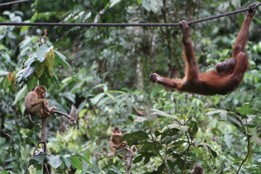 Centre de réhabilitation des orangs outans de Sepilok Stéphan SZEREMETA