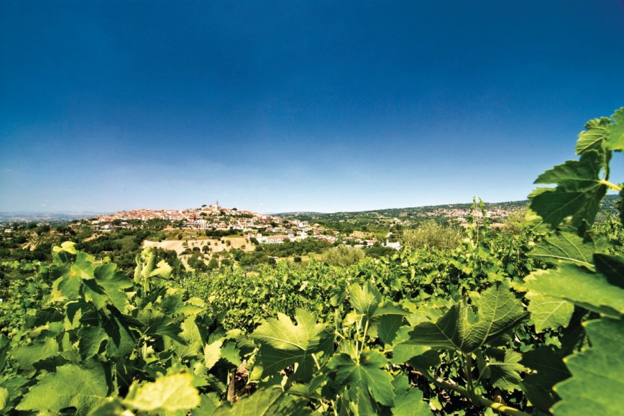 Domaine Tenuta Cavalier Pepe. Tenuta Cavalier Pepe