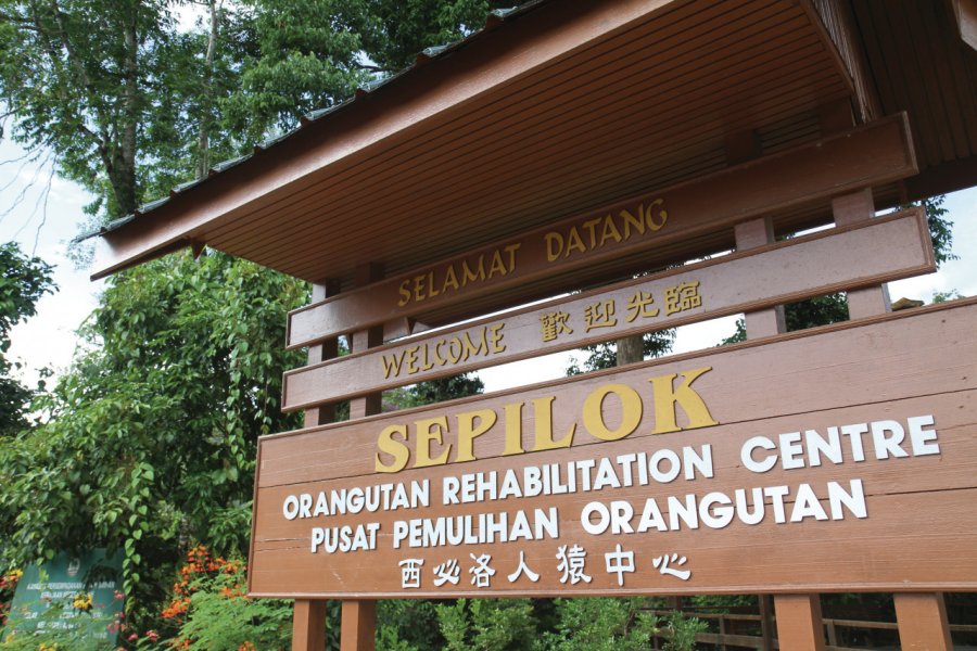 Centre de réhabilitation des orangs outans de Sepilok Stéphan SZEREMETA