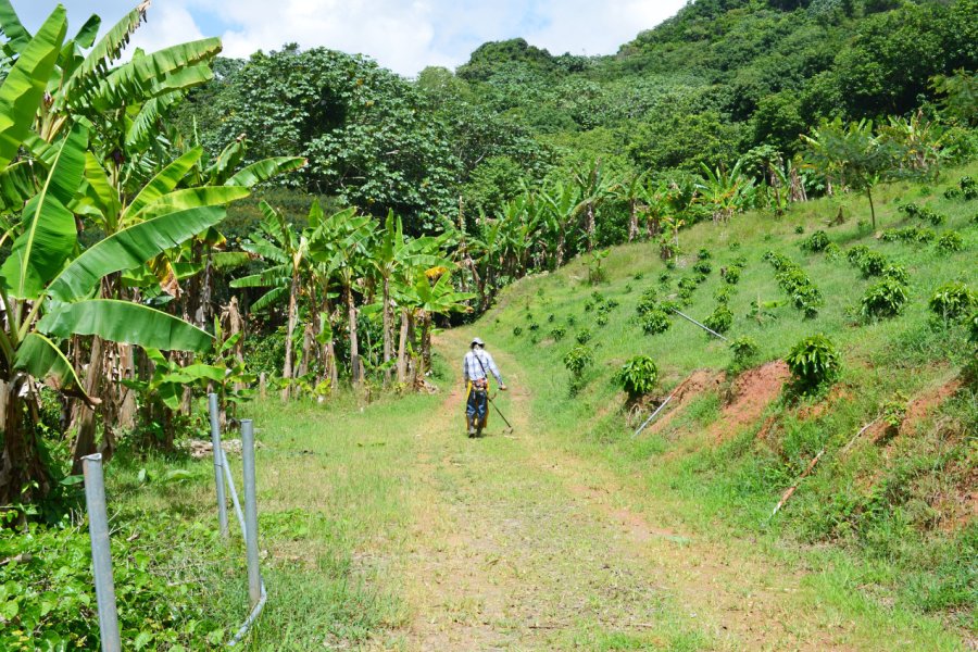 Culture de bananiers plantain. Holly Mazour - Shutterstock.com