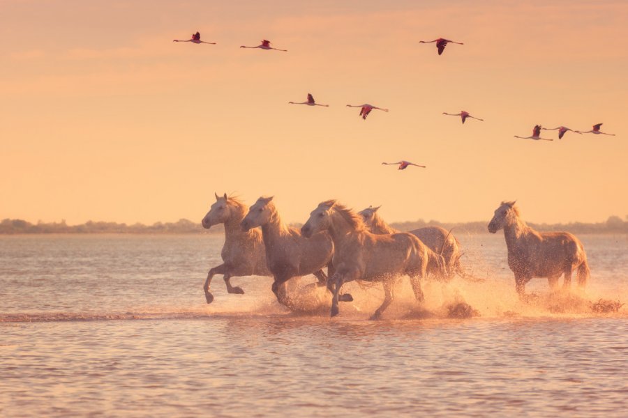 Chevaux et flamants roses de Camargue. shutterstock.com - Uhryn Larysa