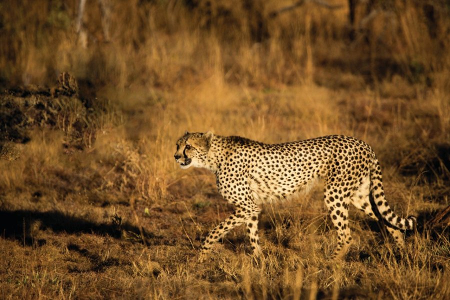 Guépard dans le parc national du Limpopo. TanyaKangur - iStockphoto