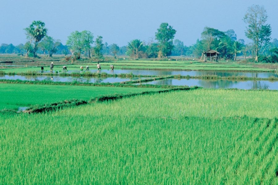 Culture des rizières à Vientiane. Eric Martin - Iconotec