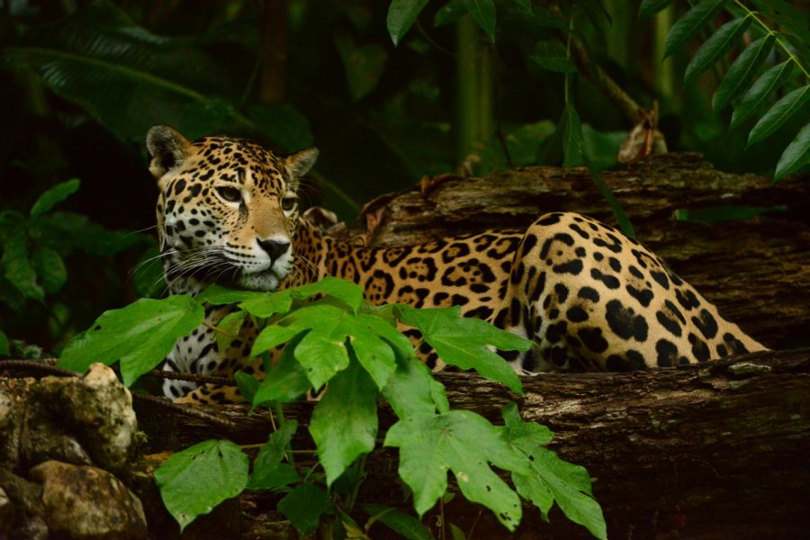 Banana Bank Lodge. Belize Tourism Board