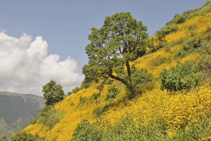 Fleurs de Masqal dans les montagnes du Simien. Bluerain - Shutterstock.Com
