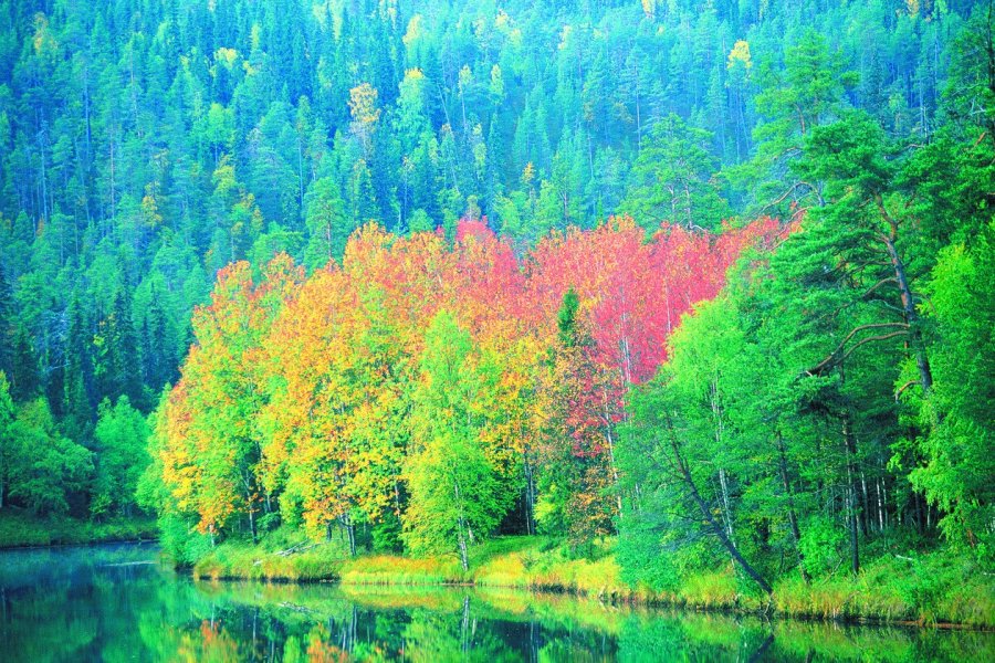 Parc national d'Oulanka Thierry Lauzun - Iconotec