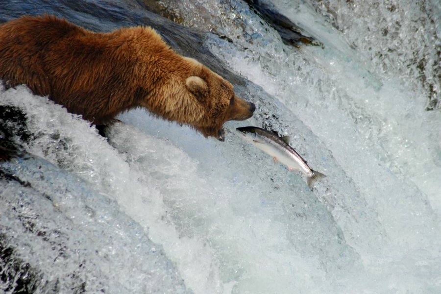 Grizzly chassant en Alaska. djavitch - Shutterstock.com