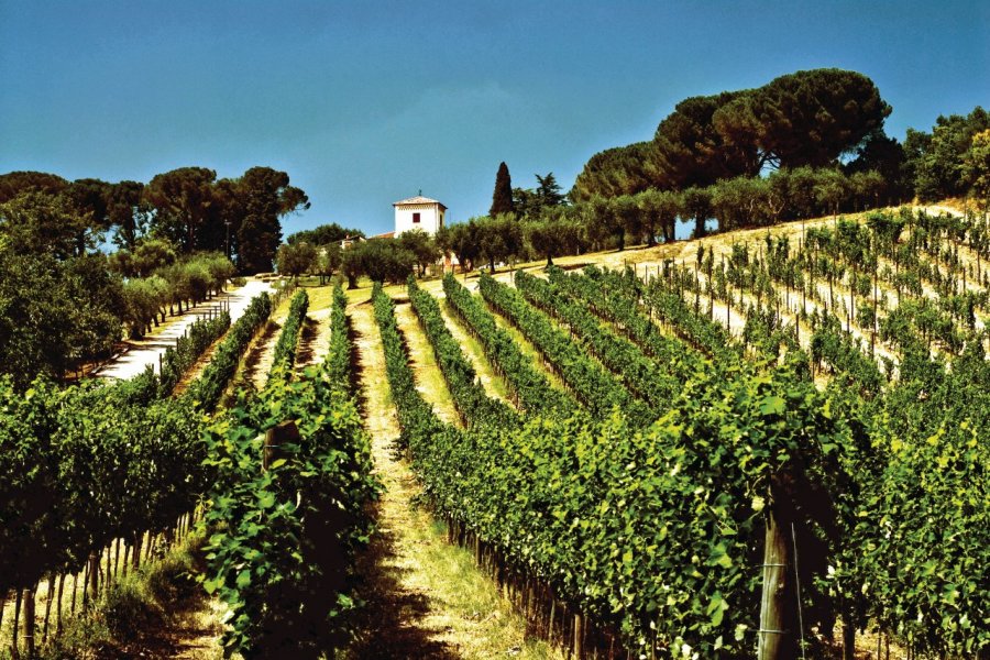 Domaine Tenuta Cavalier Pepe. Tenuta Cavalier Pepe