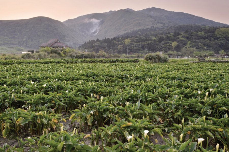 Parc National de Yangmingshan. VII-photoa - iStockphoto