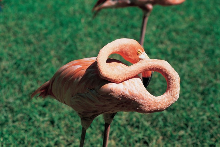 Flamant rose à Nassau. Tom Pepeira  - Iconotec