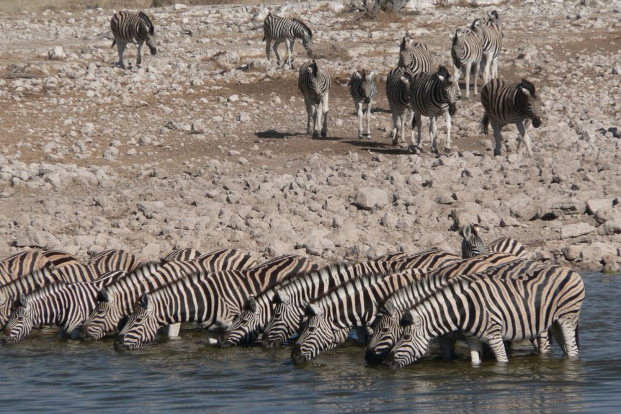 Le parc national d'Etosha est un sanctuaire pour de nombreux animaux. Ute von Ludwiger / Namibia Tourism - www.fotoseeker.com