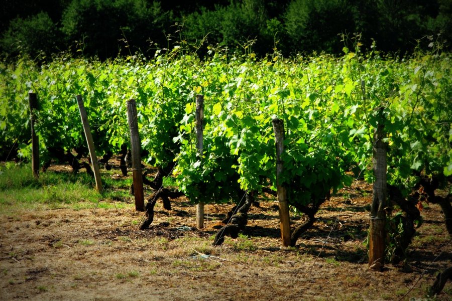 Vignes - Pauillac - Médoc. Krystell BONNET photographie