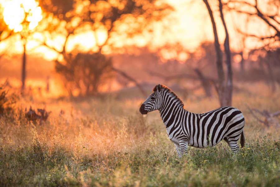 Zèbre, Khwai. Stuart G Porter - Shutterstock.com