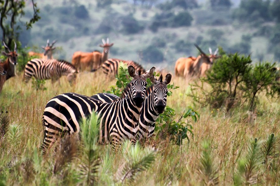 Parc national de l'Akagera. Goran Bogicevic - Shutterstock.com