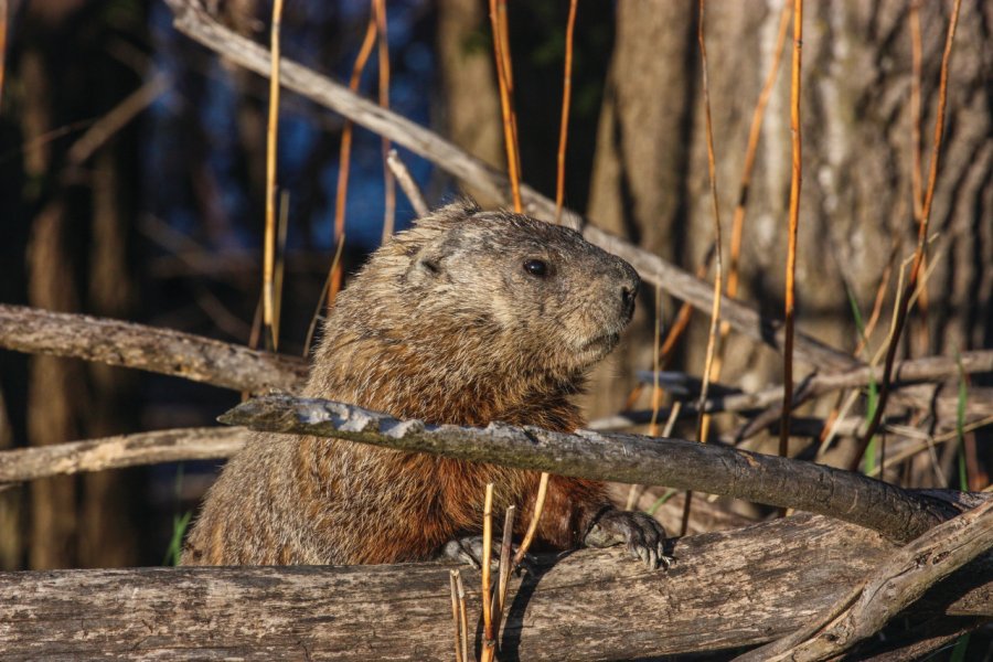 Marmotte. sebastien lemyre-iStockphotos.com