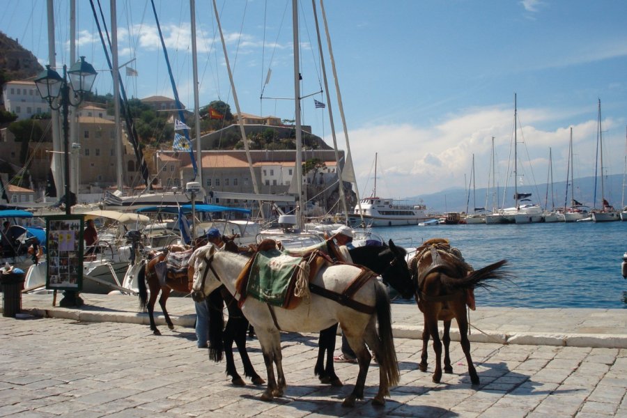 Des mules d'Hydra, l'île où les voitures sont interdites. Ana JOVETIC-VUCKOVIC