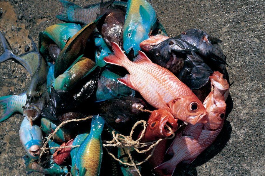 Pêche multicolore Itzak Newmann - Iconotec