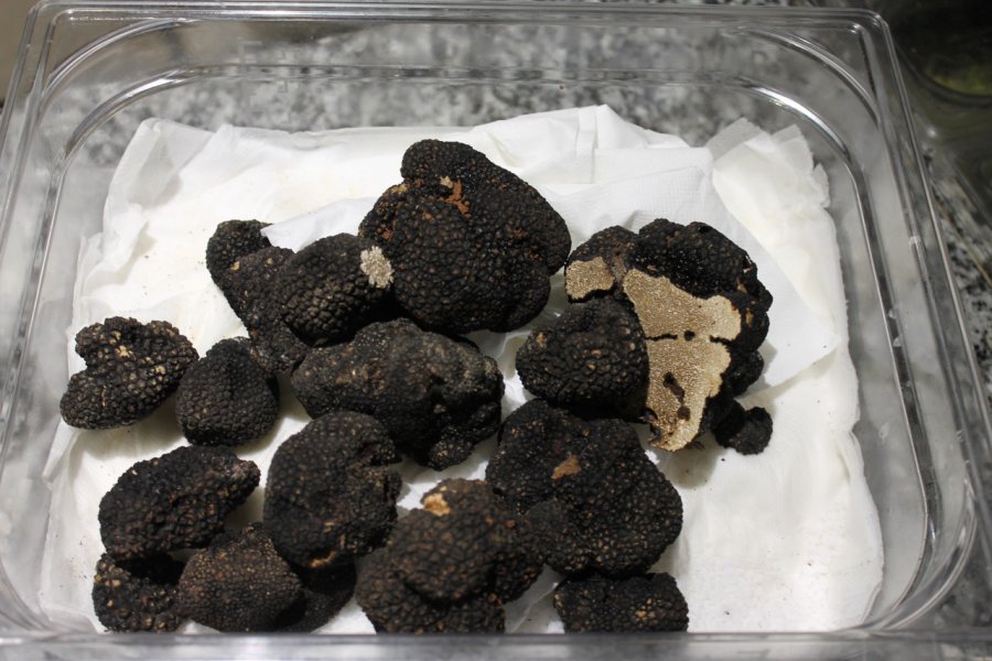 Tuber Melanosporum d'Aups. Laurent BOSCHERO